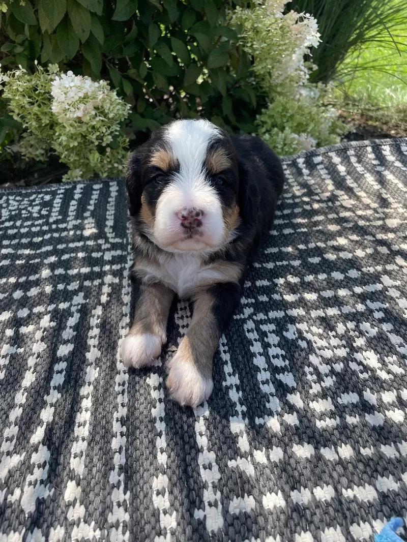 Rocky