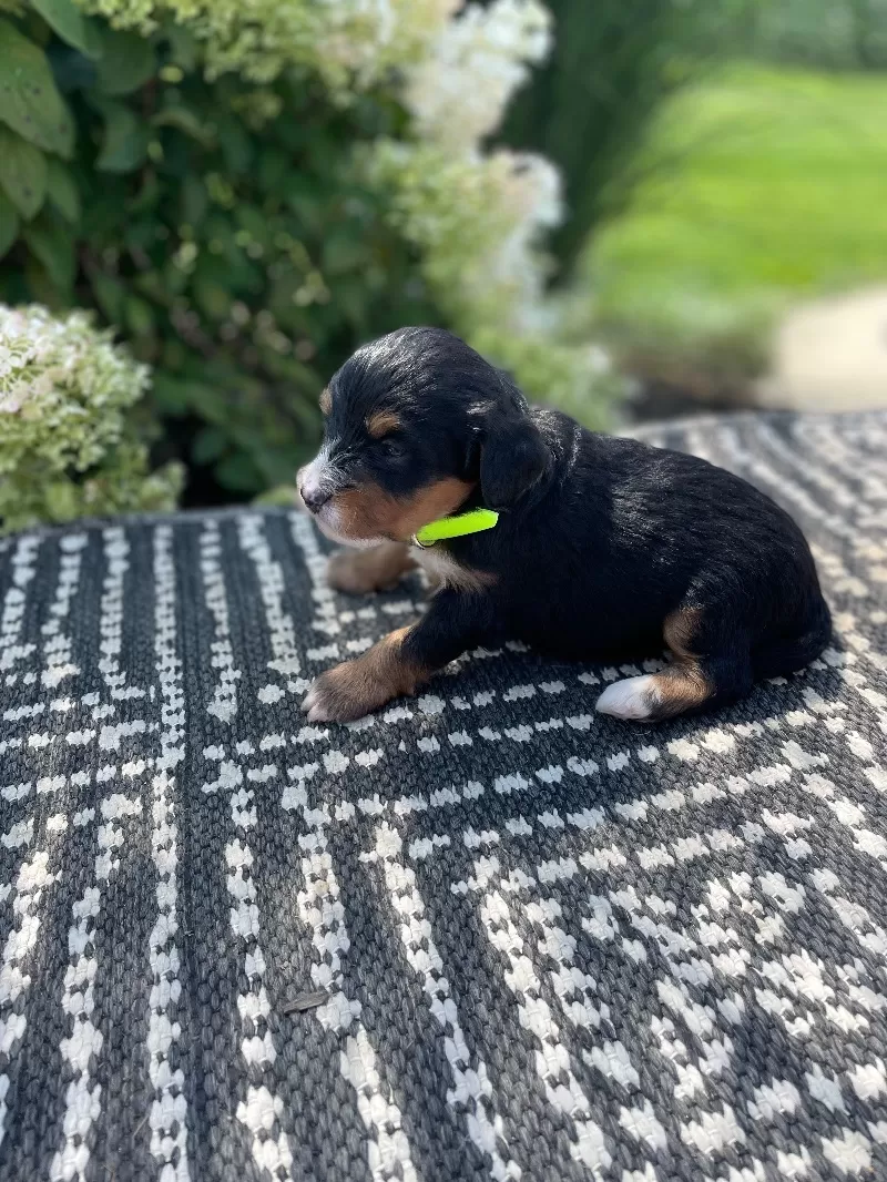 Juniper